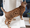 Bengal Cat rosetted